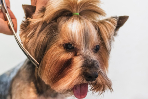 ashlet pet parlour grooming